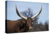 Watusi Cattle, Private Game Ranch, Great Karoo, South Africa-Pete Oxford-Stretched Canvas