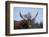 Watusi Cattle, Private Game Ranch, Great Karoo, South Africa-Pete Oxford-Framed Photographic Print