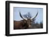 Watusi Cattle, Private Game Ranch, Great Karoo, South Africa-Pete Oxford-Framed Photographic Print