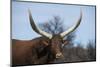 Watusi Cattle, Private Game Ranch, Great Karoo, South Africa-Pete Oxford-Mounted Photographic Print