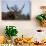 Watusi Cattle, Private Game Ranch, Great Karoo, South Africa-Pete Oxford-Photographic Print displayed on a wall