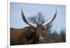 Watusi Cattle, Private Game Ranch, Great Karoo, South Africa-Pete Oxford-Framed Photographic Print