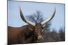 Watusi Cattle, Private Game Ranch, Great Karoo, South Africa-Pete Oxford-Mounted Photographic Print