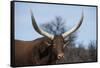 Watusi Cattle, Private Game Ranch, Great Karoo, South Africa-Pete Oxford-Framed Stretched Canvas