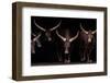 Watusi family-Xavier Ortega-Framed Photographic Print