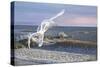 Wave Skimmers-Bruce Dumas-Stretched Canvas