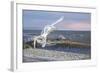 Wave Skimmers-Bruce Dumas-Framed Giclee Print