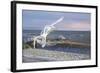 Wave Skimmers-Bruce Dumas-Framed Giclee Print