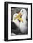 Waved albatross courting pair, Galapagos, Ecuador-Tui De Roy-Framed Photographic Print