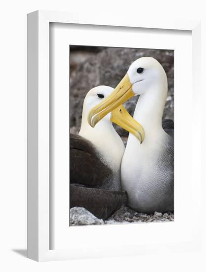 Waved albatross courting pair, Galapagos, Ecuador-Tui De Roy-Framed Photographic Print