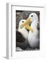 Waved albatross courting pair, Galapagos, Ecuador-Tui De Roy-Framed Photographic Print