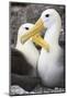 Waved albatross courting pair, Galapagos, Ecuador-Tui De Roy-Mounted Photographic Print