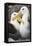 Waved albatross courting pair, Galapagos, Ecuador-Tui De Roy-Framed Stretched Canvas