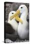 Waved albatross courting pair, Galapagos, Ecuador-Tui De Roy-Stretched Canvas