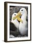 Waved albatross courting pair, Galapagos, Ecuador-Tui De Roy-Framed Photographic Print