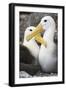 Waved albatross courting pair, Galapagos, Ecuador-Tui De Roy-Framed Photographic Print