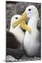 Waved albatross courting pair, Galapagos, Ecuador-Tui De Roy-Mounted Photographic Print