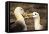 Waved Albatross Courtship Display-null-Framed Stretched Canvas