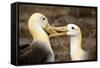 Waved Albatross Courtship Display-null-Framed Stretched Canvas