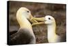 Waved Albatross Courtship Display-null-Stretched Canvas