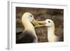 Waved Albatross Courtship Display-null-Framed Photographic Print