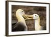 Waved Albatross Courtship Display-null-Framed Photographic Print
