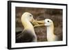 Waved Albatross Courtship Display-null-Framed Photographic Print