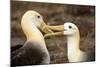 Waved Albatross Courtship Display-null-Mounted Photographic Print