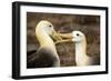 Waved Albatross Courtship Display-null-Framed Photographic Print