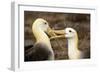 Waved Albatross Courtship Display-null-Framed Photographic Print