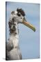 Waved Albatross, Espanola Island Galapagos Islands, Ecuador, Endemic-Pete Oxford-Stretched Canvas