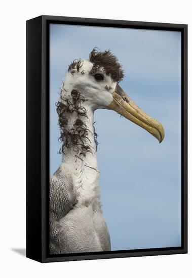 Waved Albatross, Espanola Island Galapagos Islands, Ecuador, Endemic-Pete Oxford-Framed Stretched Canvas