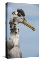 Waved Albatross, Espanola Island Galapagos Islands, Ecuador, Endemic-Pete Oxford-Stretched Canvas
