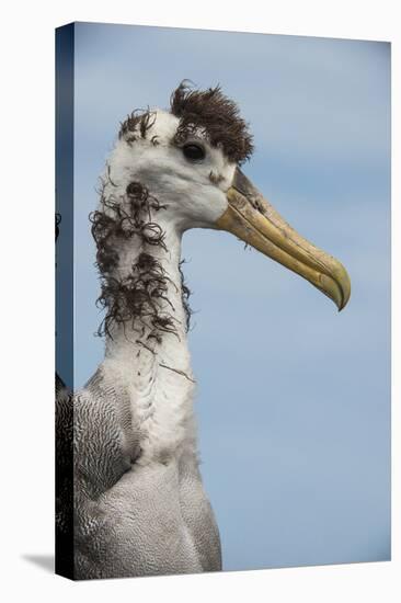 Waved Albatross, Espanola Island Galapagos Islands, Ecuador, Endemic-Pete Oxford-Stretched Canvas