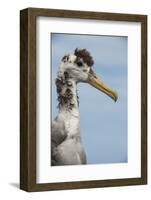 Waved Albatross, Espanola Island Galapagos Islands, Ecuador, Endemic-Pete Oxford-Framed Photographic Print