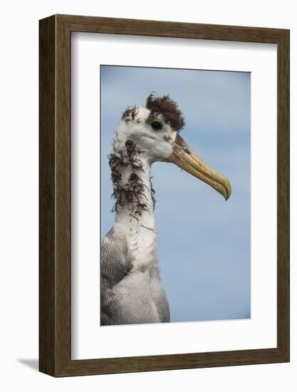 Waved Albatross, Espanola Island Galapagos Islands, Ecuador, Endemic-Pete Oxford-Framed Photographic Print