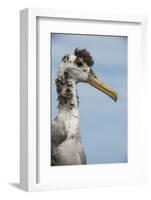 Waved Albatross, Espanola Island Galapagos Islands, Ecuador, Endemic-Pete Oxford-Framed Photographic Print