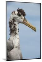 Waved Albatross, Espanola Island Galapagos Islands, Ecuador, Endemic-Pete Oxford-Mounted Photographic Print