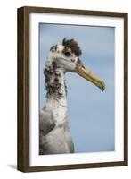 Waved Albatross, Espanola Island Galapagos Islands, Ecuador, Endemic-Pete Oxford-Framed Photographic Print