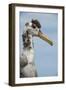 Waved Albatross, Espanola Island Galapagos Islands, Ecuador, Endemic-Pete Oxford-Framed Photographic Print