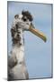 Waved Albatross, Espanola Island Galapagos Islands, Ecuador, Endemic-Pete Oxford-Mounted Photographic Print