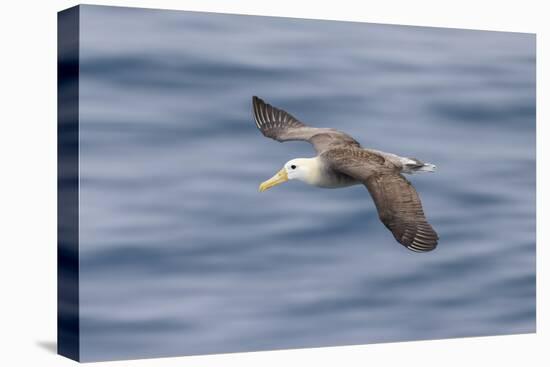 Waved albatross flying, Espanola Island, Galapagos Islands, Ecuador.-Adam Jones-Stretched Canvas