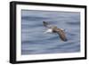 Waved albatross flying, Espanola Island, Galapagos Islands, Ecuador.-Adam Jones-Framed Photographic Print