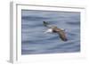 Waved albatross flying, Espanola Island, Galapagos Islands, Ecuador.-Adam Jones-Framed Photographic Print