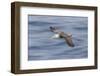 Waved albatross flying, Espanola Island, Galapagos Islands, Ecuador.-Adam Jones-Framed Photographic Print