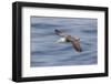 Waved albatross flying, Espanola Island, Galapagos Islands, Ecuador.-Adam Jones-Framed Photographic Print