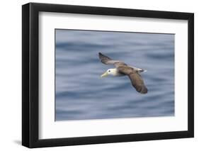 Waved albatross flying, Espanola Island, Galapagos Islands, Ecuador.-Adam Jones-Framed Premium Photographic Print