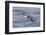 Waved albatross flying, Espanola Island, Galapagos Islands, Ecuador.-Adam Jones-Framed Premium Photographic Print