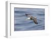 Waved albatross flying, Espanola Island, Galapagos Islands, Ecuador.-Adam Jones-Framed Premium Photographic Print