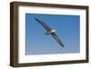 Waved albatross flying, Espanola Island, Galapagos Islands, Ecuador.-Adam Jones-Framed Photographic Print